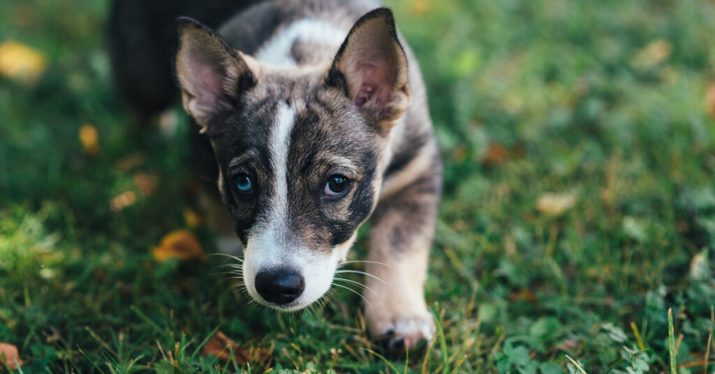 Har din hund problem med öronen så som återkommande inflammationer?