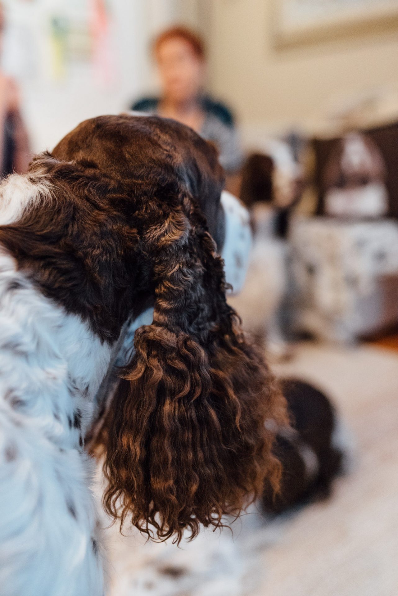 Har din hund problem med öronen så som återkommande inflammationer?