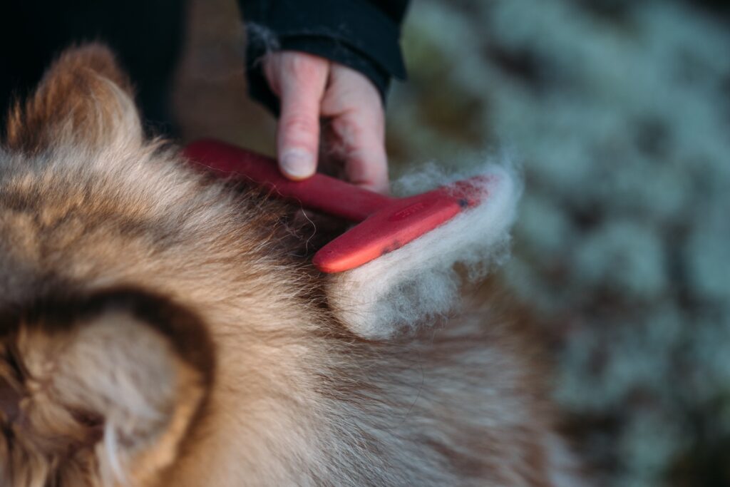 Nutrolin Skin & Coat® minskar hundens hårfällning