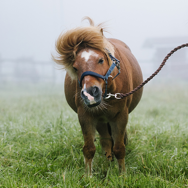 Nutrolin HORSE Skin & Coat ger hjälp mot sommareksem