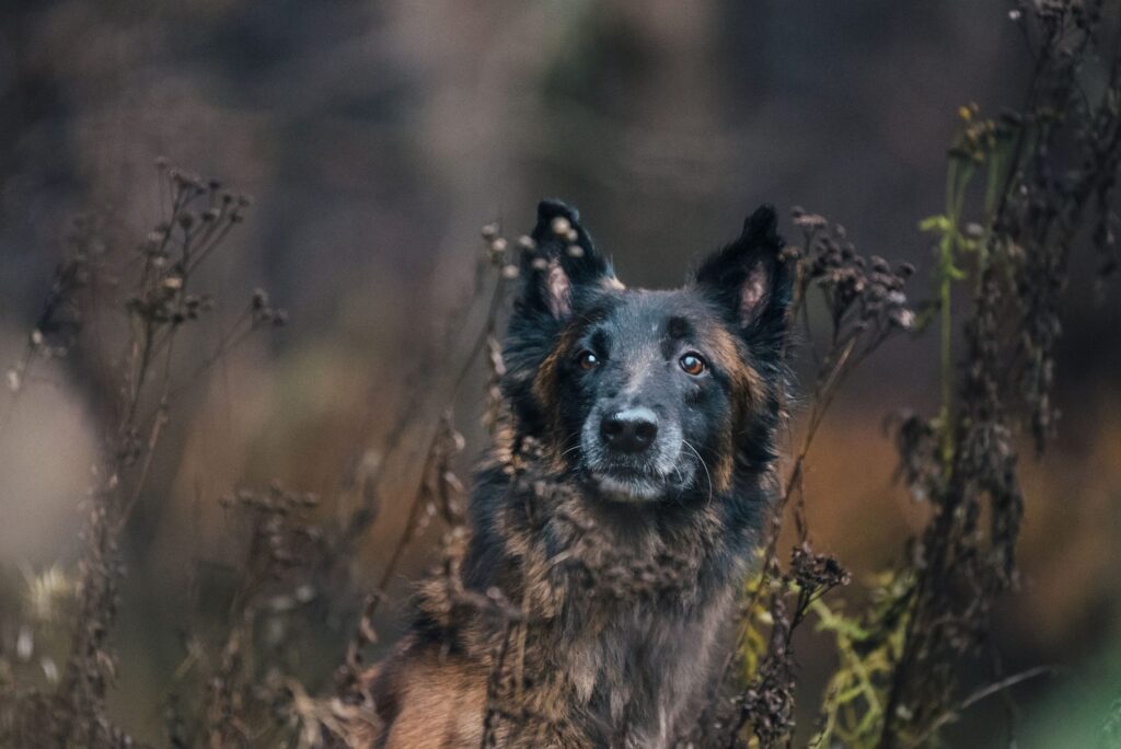 Den aktiva hunden Timi diagnostiserades med artros