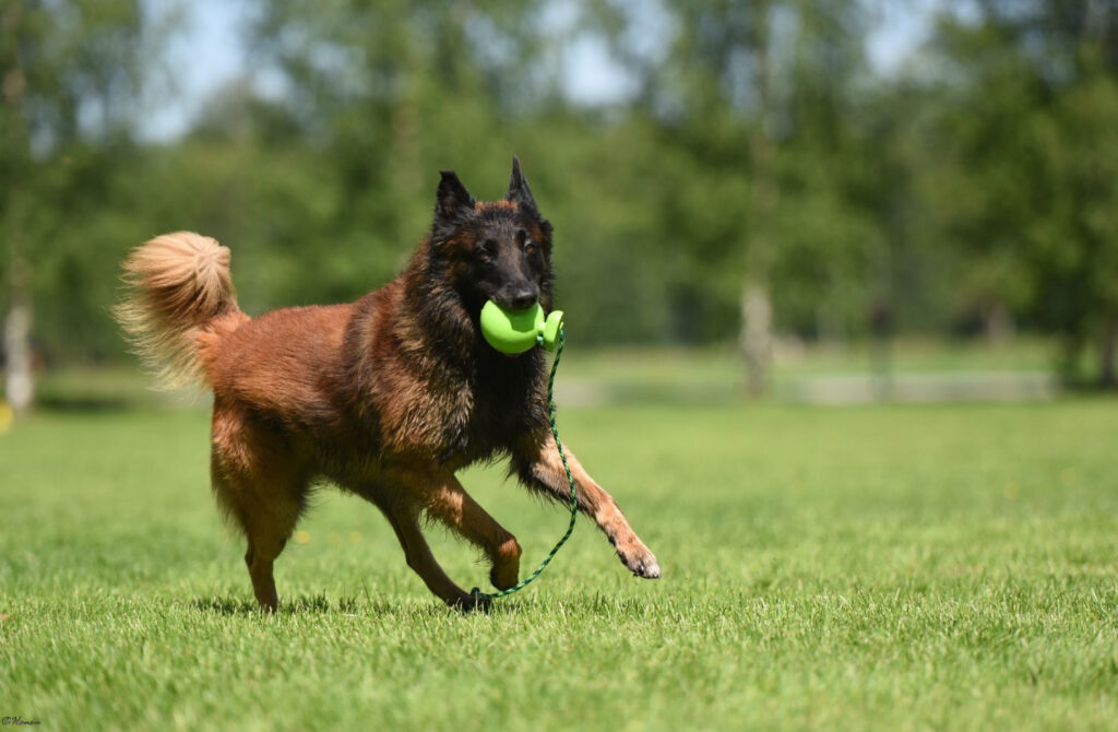 Den aktiva hunden Timi diagnostiserades med artros