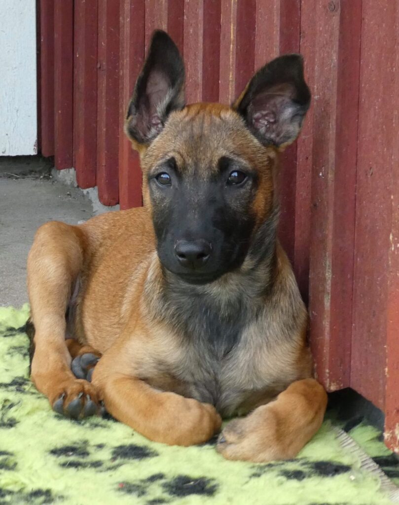 Hunden Grynet – valpen jag inte kunde sälja
