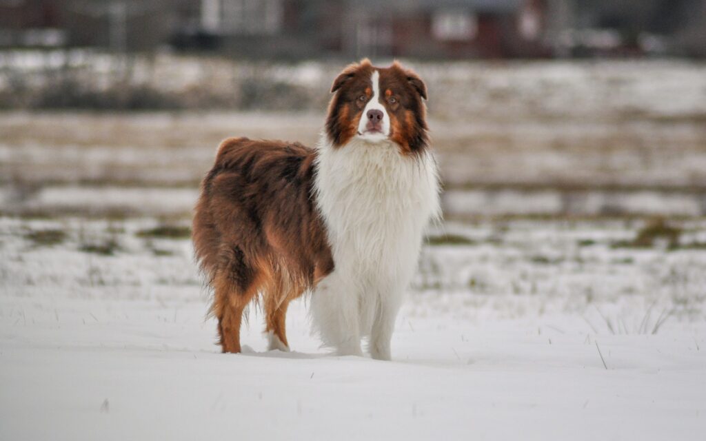 Hunden Echos päls fick tillbaka djupet i färgen