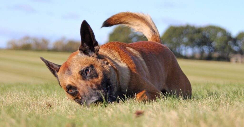 Hunden Grynet – valpen jag inte kunde sälja