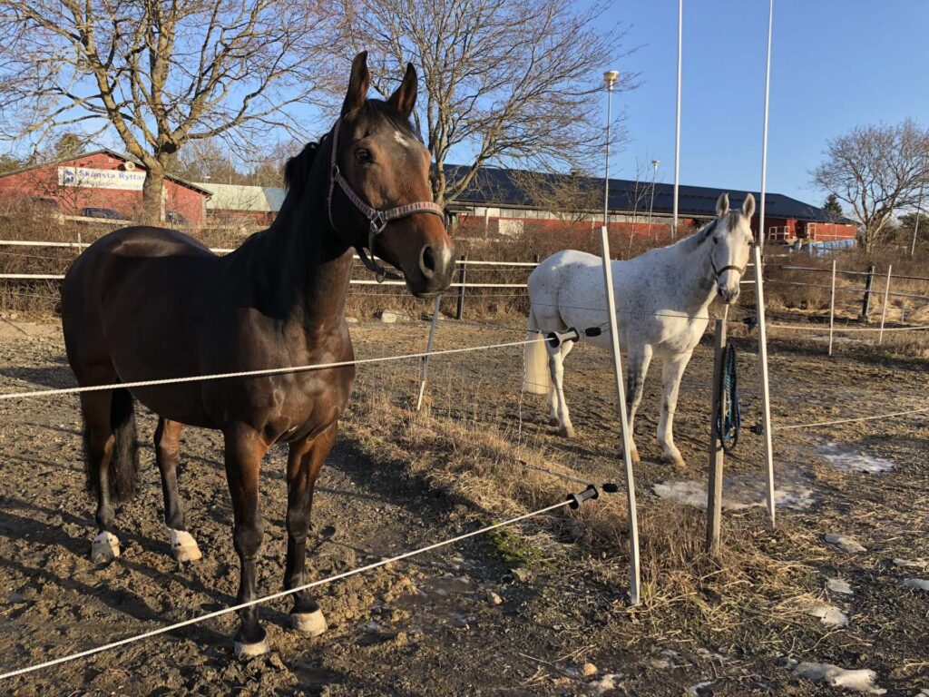 Skånsta Ryttare kämpar vidare mot EHV-viruset