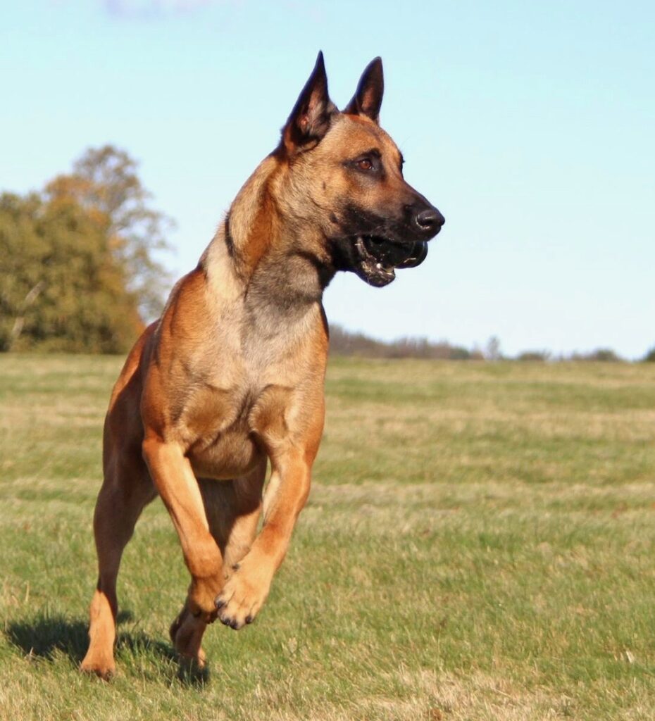 Hunden Grynet