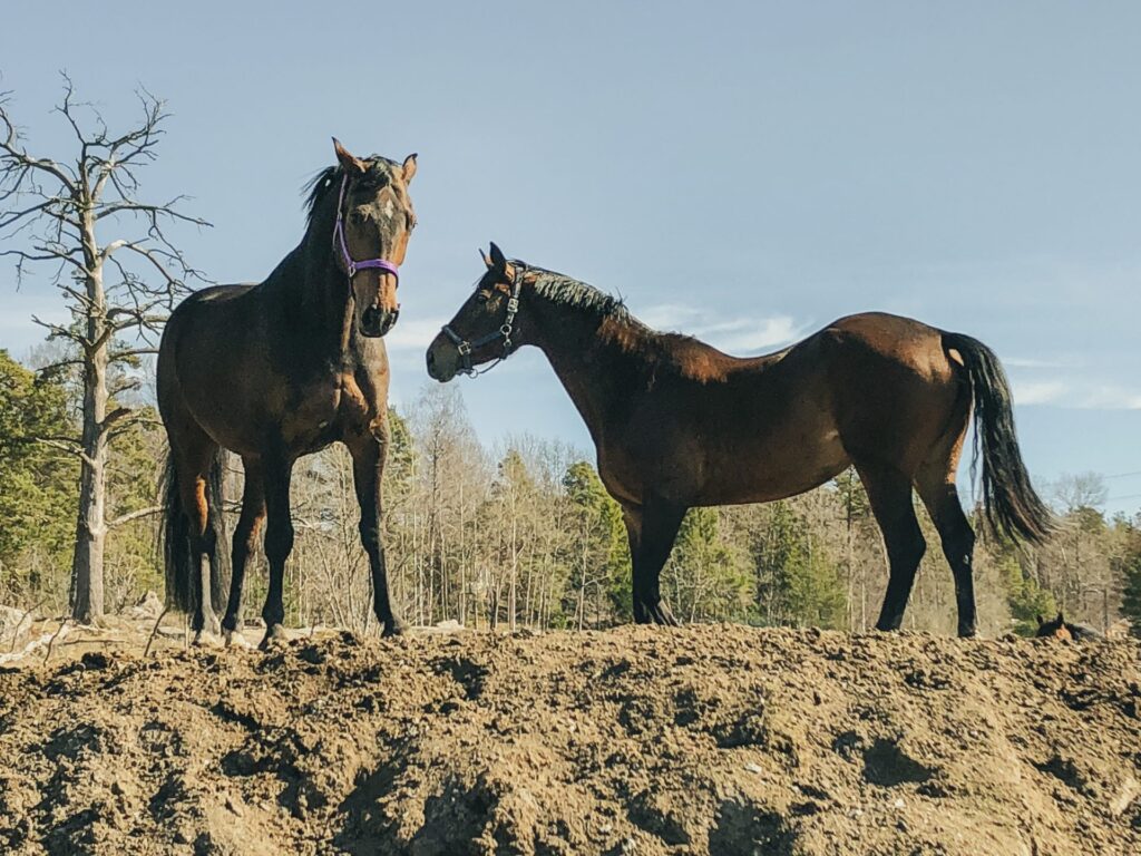 Hästarna på Skånsta Ryttare återhämtar sig från EHV-viruset