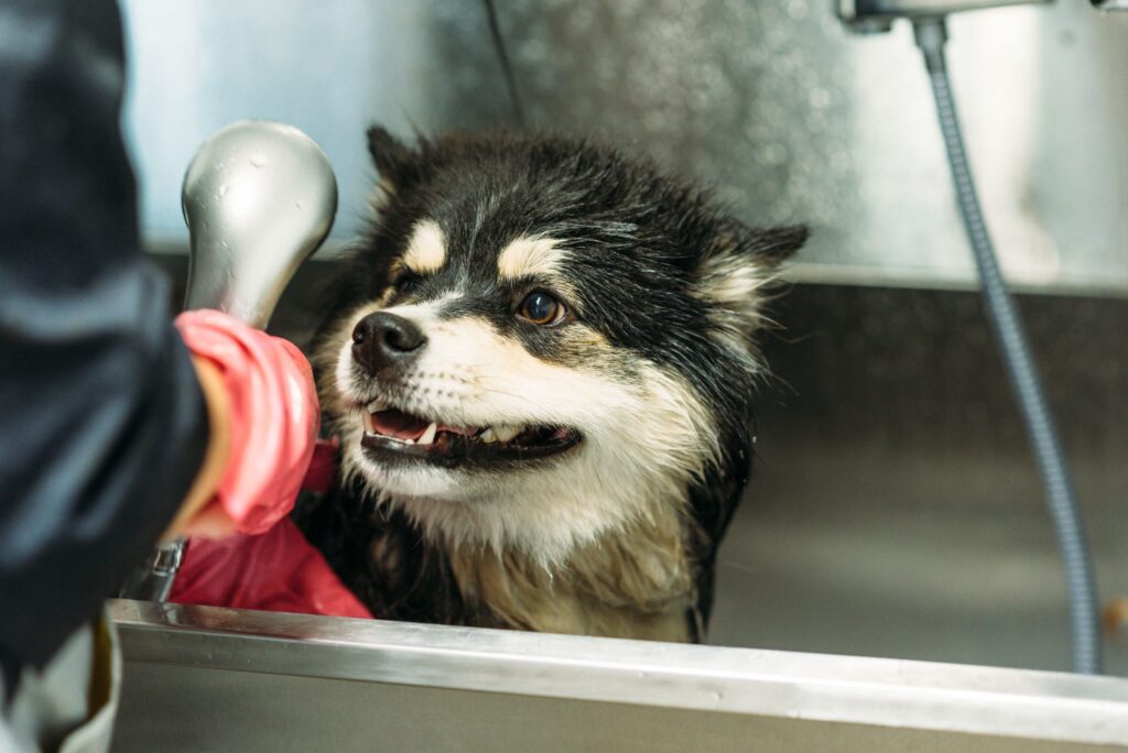 Hundfrisörer och trimmare väljer Nutrolin®-produkterna