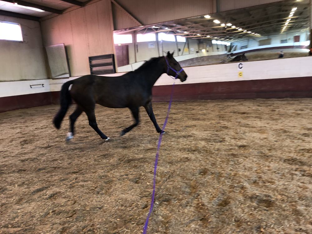 Hästen Gun rehabiliteras efter att varit sjuk i EHV-virus