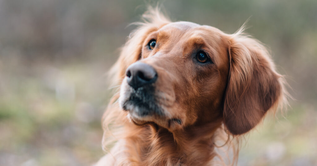 Golden retriver