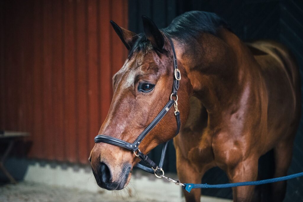 Dressyrhästen Rex fick hjälp mot sina hudproblem