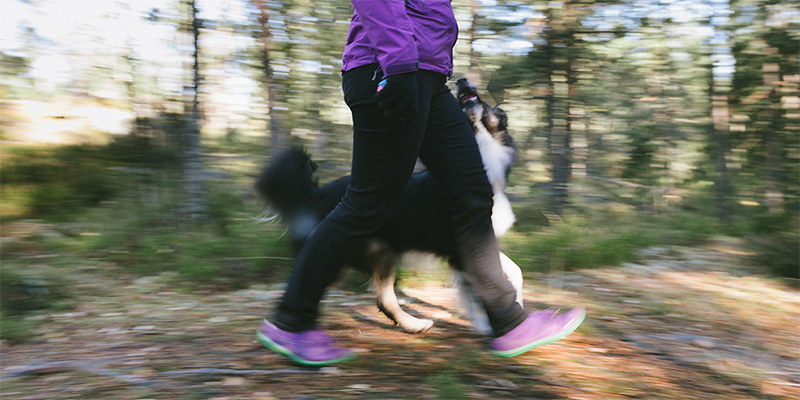 Hunden Devin