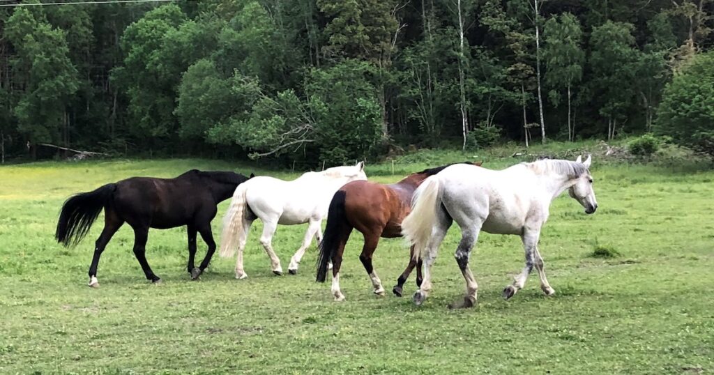 Rehabiliteringen av de EHV-sjuka hästarna på Skånsta Ryttare framskrider