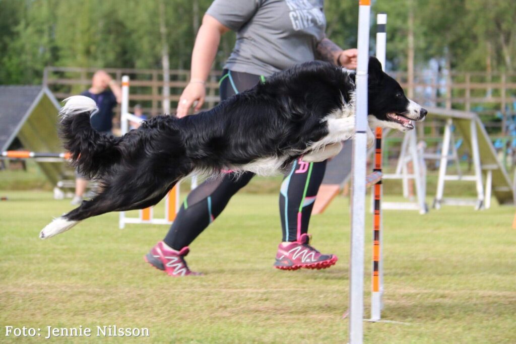 Evelinas aktiva hundar drar nytta av Nutrolin® SPORT-näringsoljan