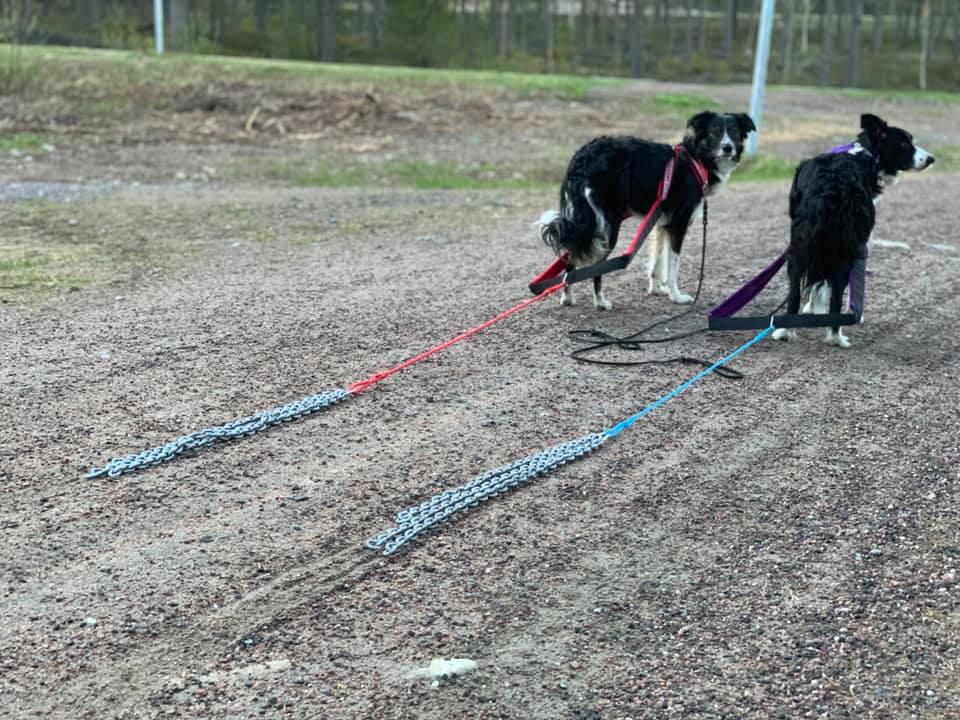 Evelinas aktiva hundar drar nytta av Nutrolin® SPORT-näringsoljan