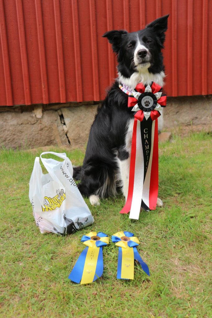 Evelinas aktiva hundar drar nytta av Nutrolin® SPORT-näringsoljan