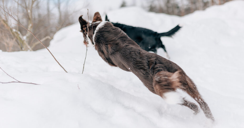 Överviktiga hundar – när är hunden tjock?