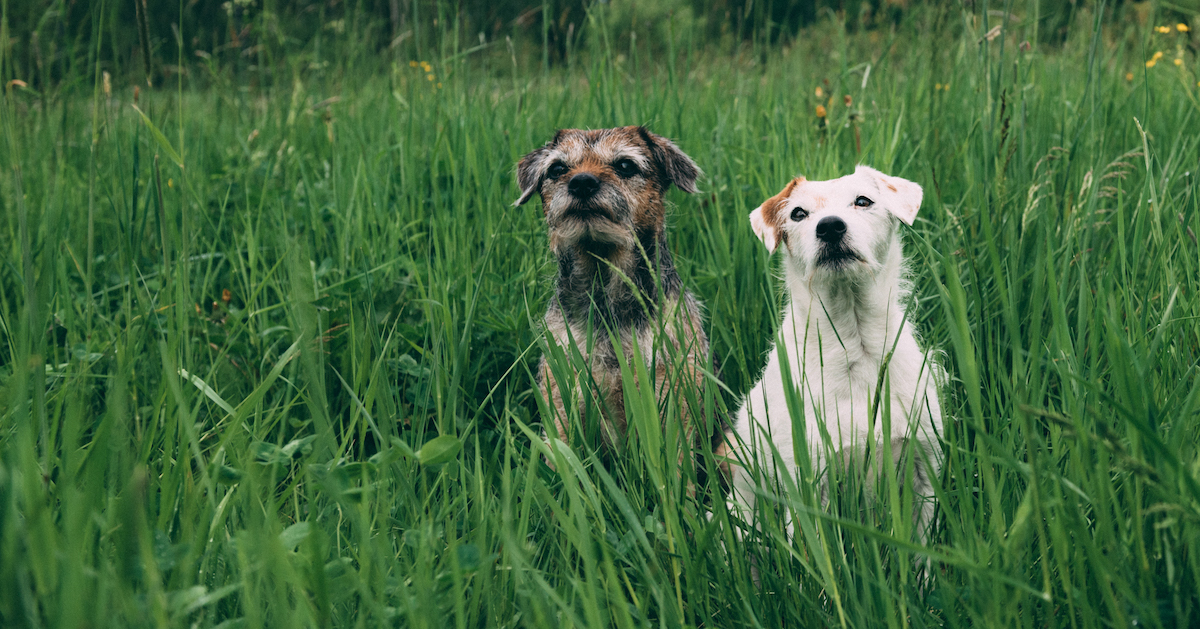 Överviktiga hundar – när är hunden tjock?