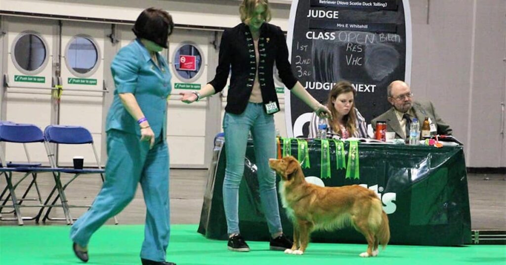 Tollaren Mååyras resa till hundutställningen Crufts