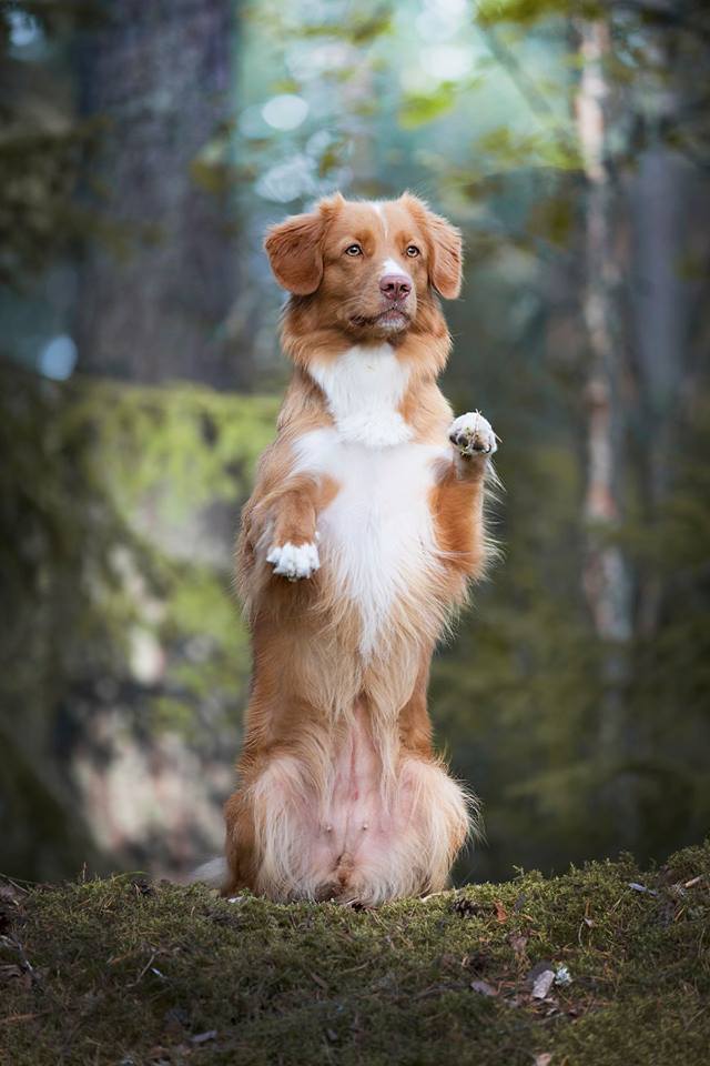 Tollaren Mååyras resa till hundutställningen Crufts