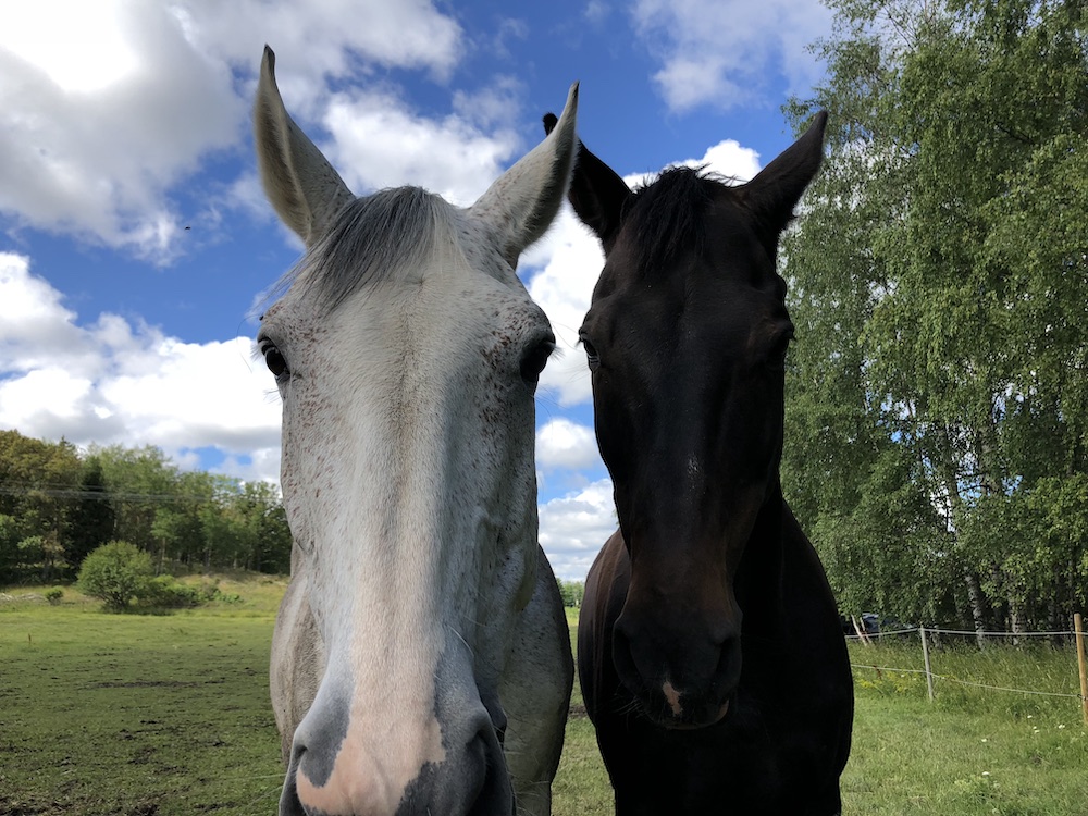 Sommarlov för hästarna på Skånsta Ryttare