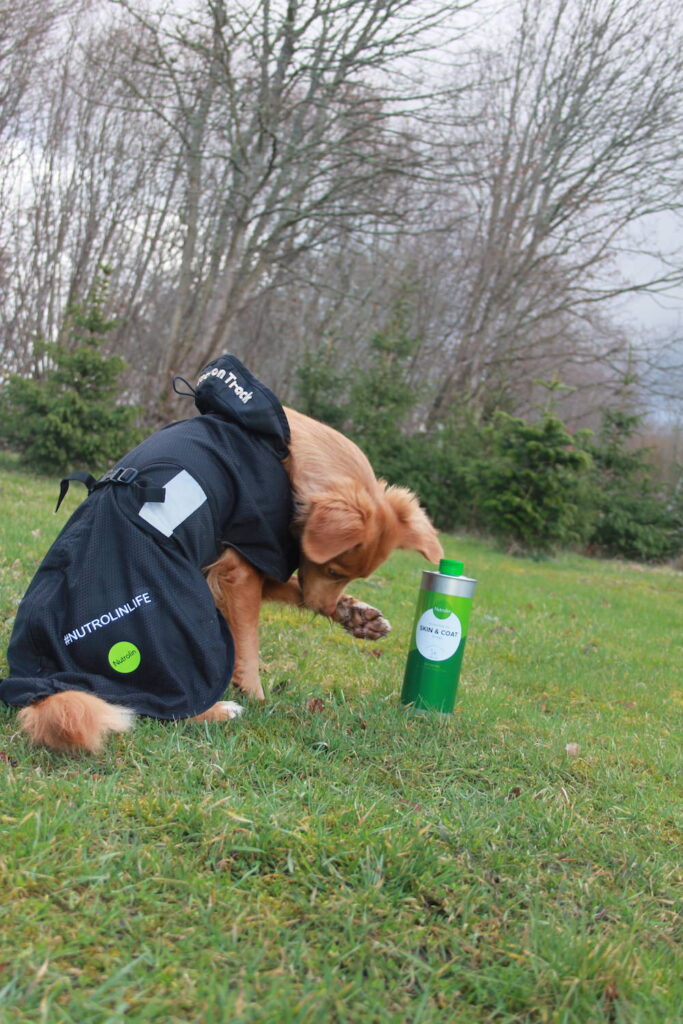 Starka trampdynor med Nutrolin® SKIN & COAT för allsidig träning
