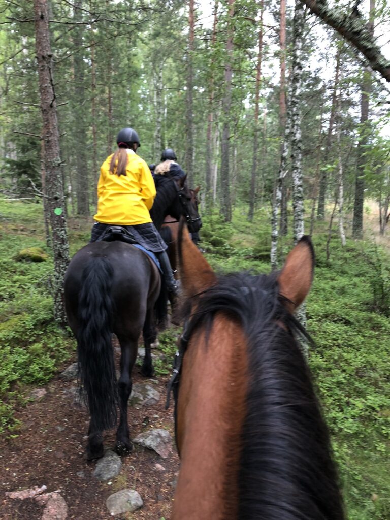 Sommarlov för hästarna på Skånsta Ryttare