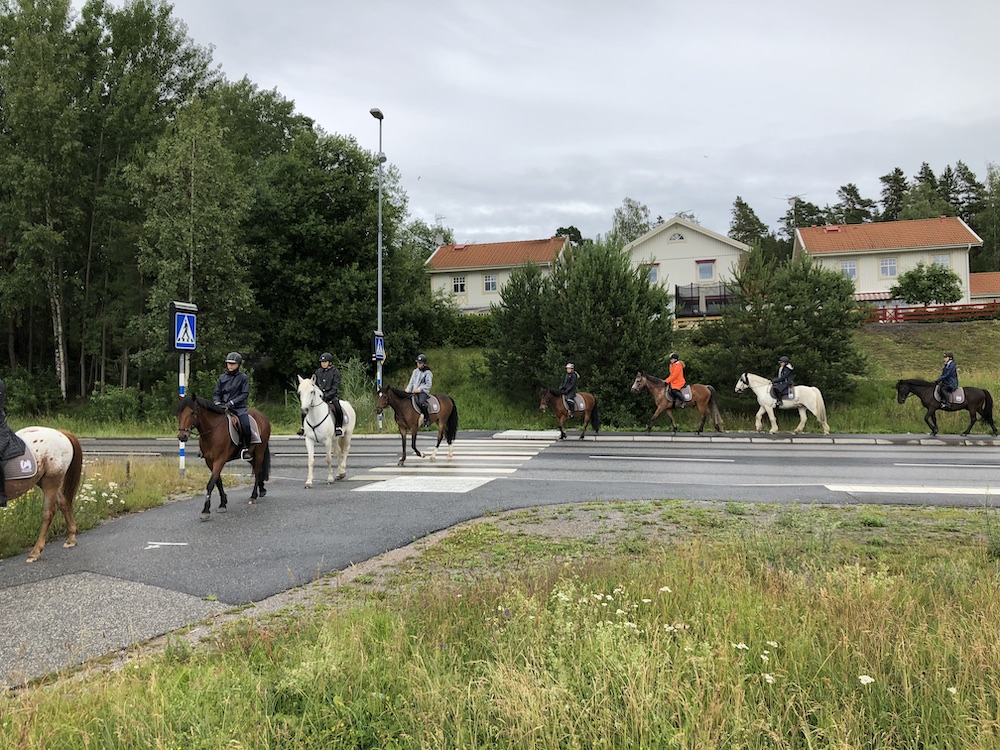 Sommarlov för hästarna på Skånsta Ryttare