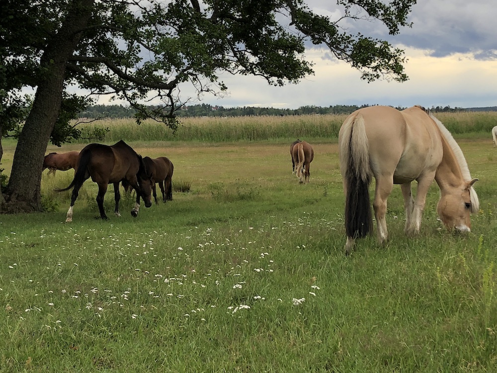 Sommarlov för hästarna på Skånsta Ryttare
