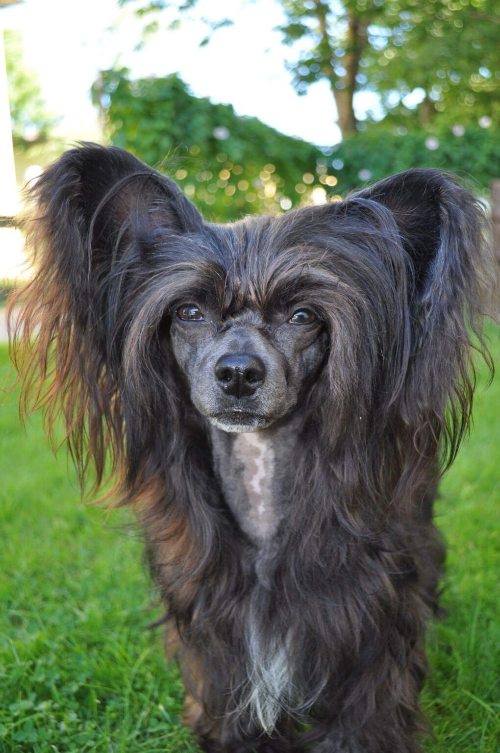 Hund