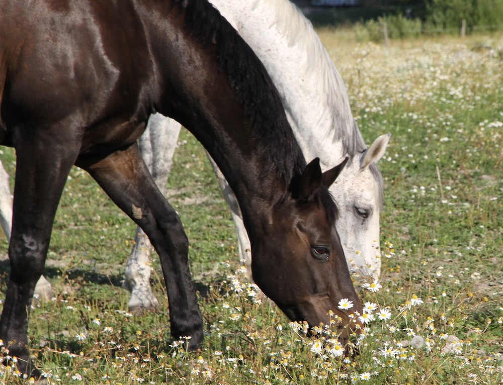 Hästarna och ryttarna på Skånsta Ryttare inväntar hösten