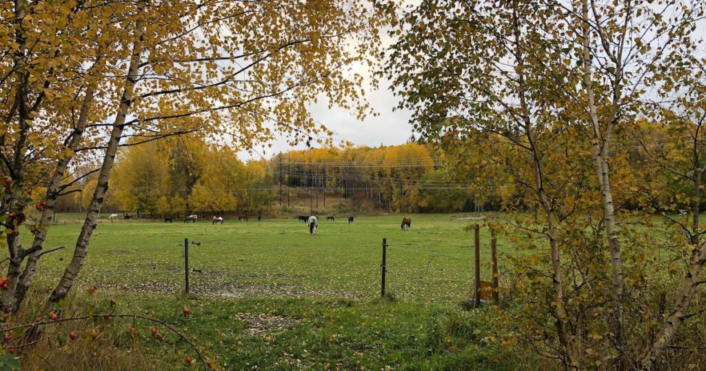 EHV-viruset ett minne blott på Skånsta Ryttare