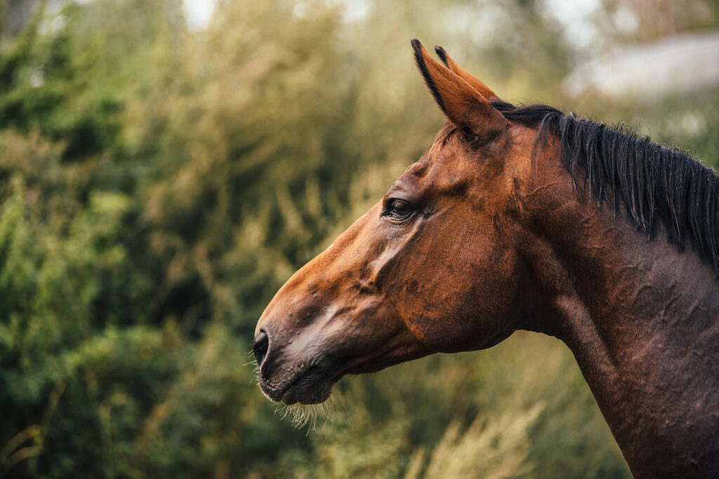 Nutrolin® HORSE Skin & Coat