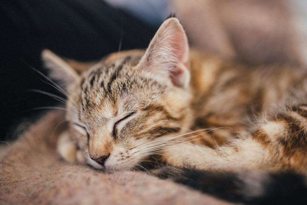 Nutrolin® CAT SENIOR