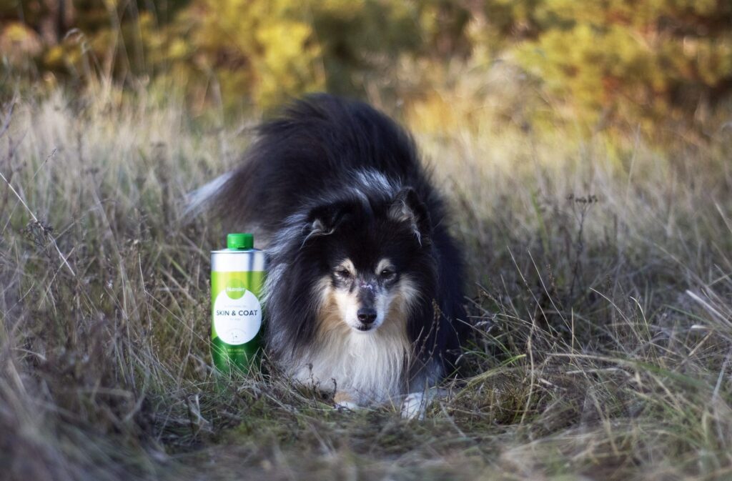 Hunden Eltons kamp mot allergi