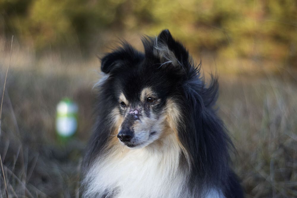 Hunden Eltons kamp mot allergi