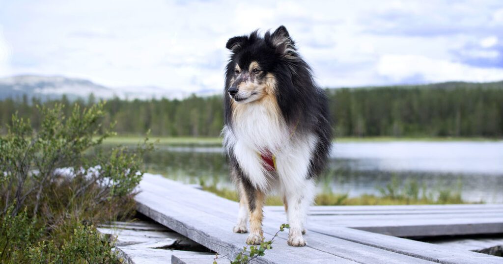Hunden Eltons kamp mot allergi