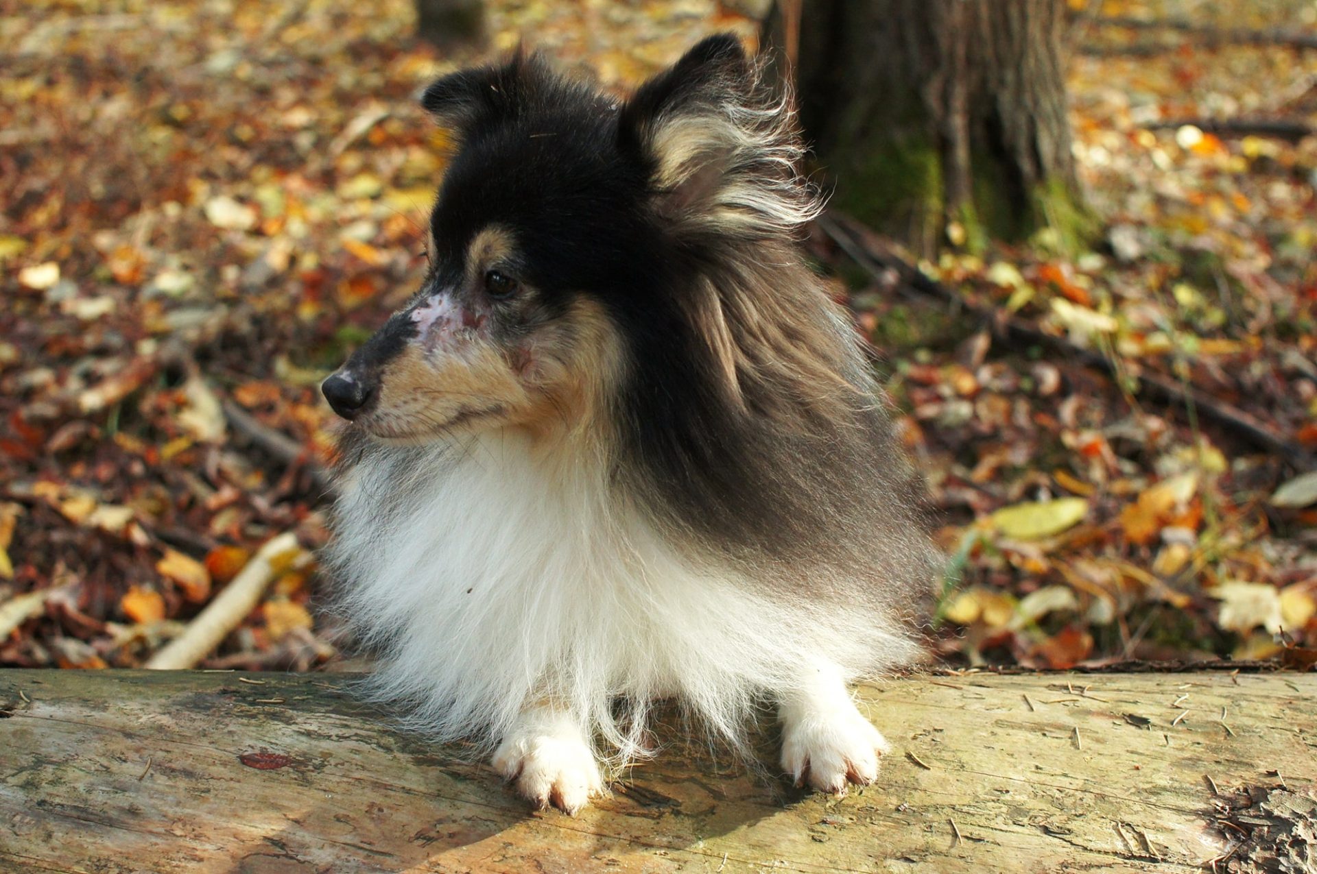 Hunden Eltons kamp mot allergi