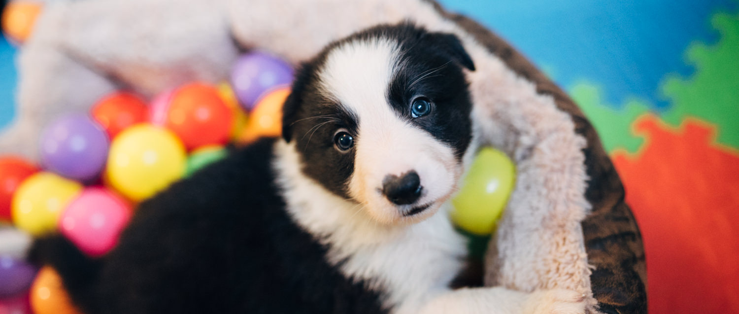 Bordercollie valp