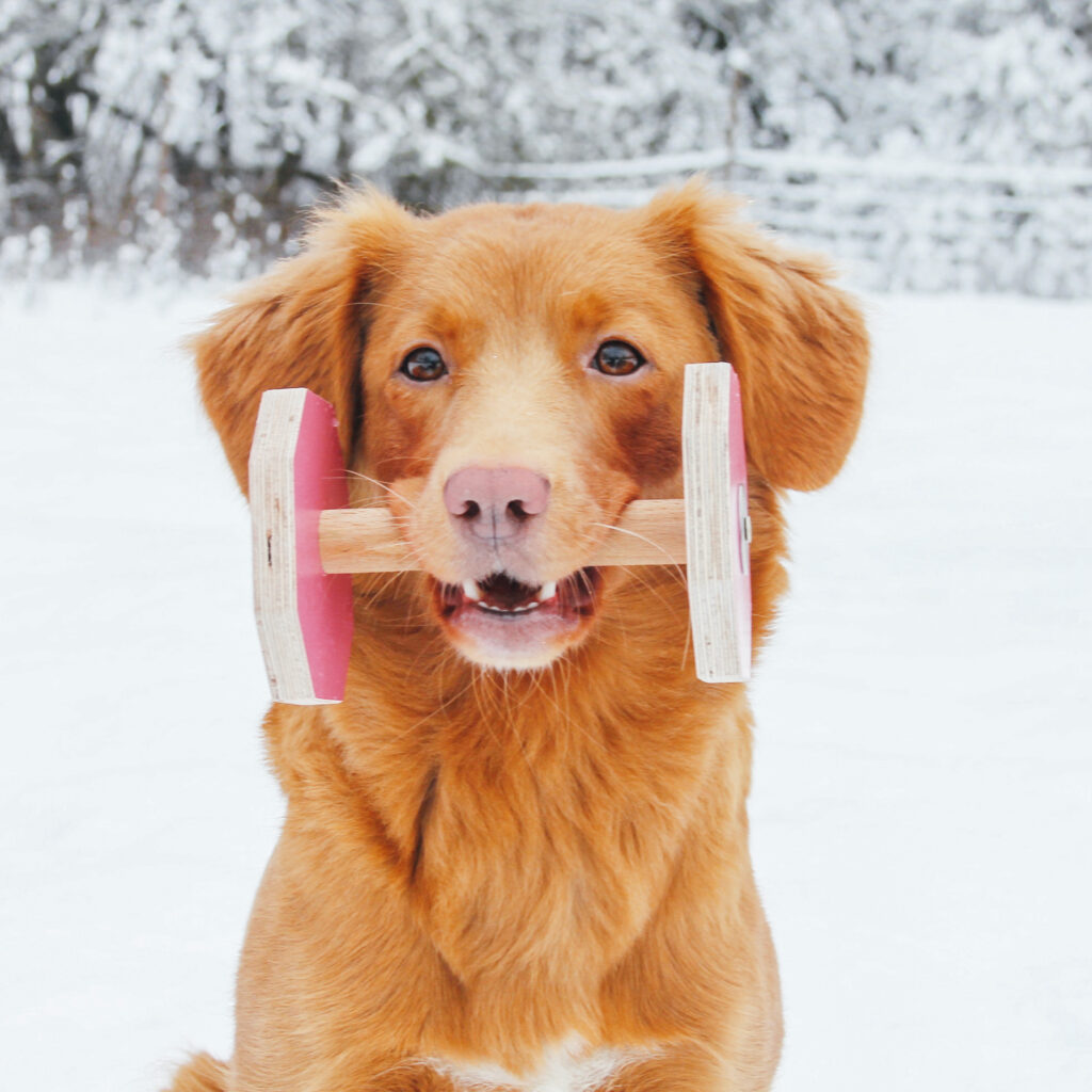 Hunden Allie får hjälp av Nutrolin® SKIN & COAT