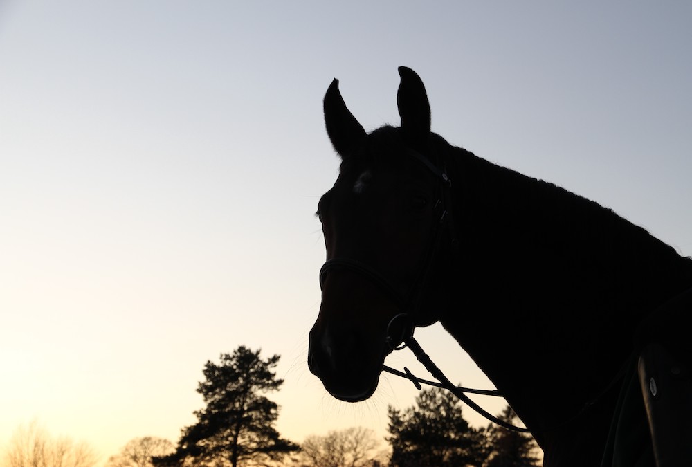 Efter flera motgångar under 2019 blickar Skånsta Ryttare framåt