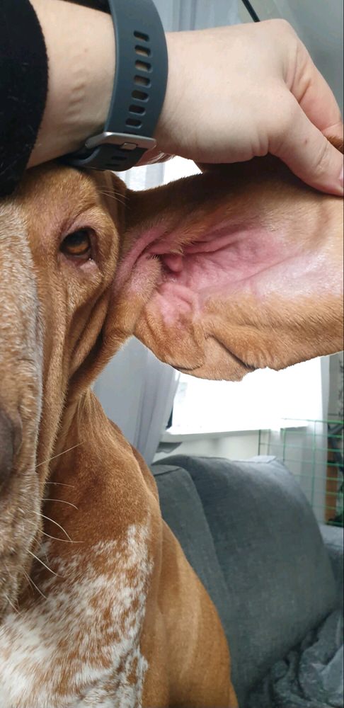 Hunden Icon led av irriterad hud och glanslös päls