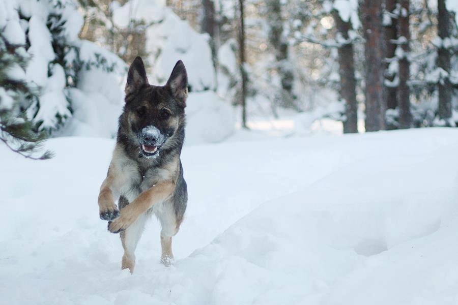 Hunden Styrkas tassar ställde till med problem så som rodnad och klåda