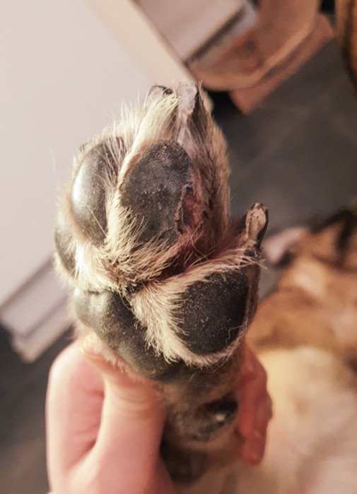 Hunden Styrkas tassar ställde till med problem så som rodnad och klåda
