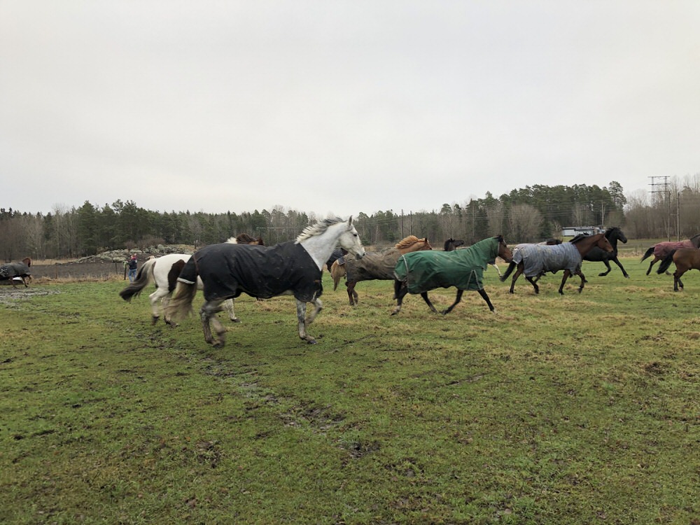 Valackerna på rymmen hos Skånsta Ryttare