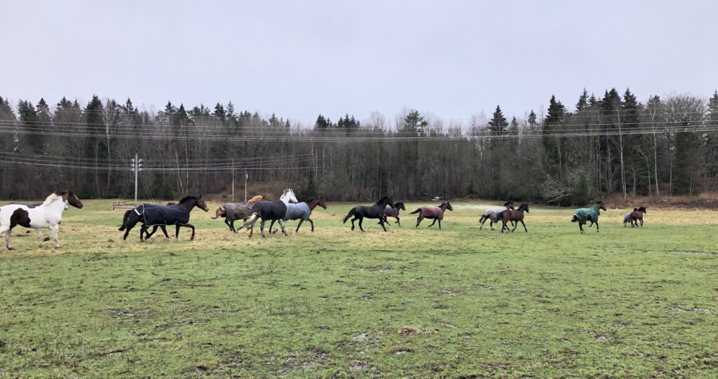 Valackerna på rymmen hos Skånsta Ryttare