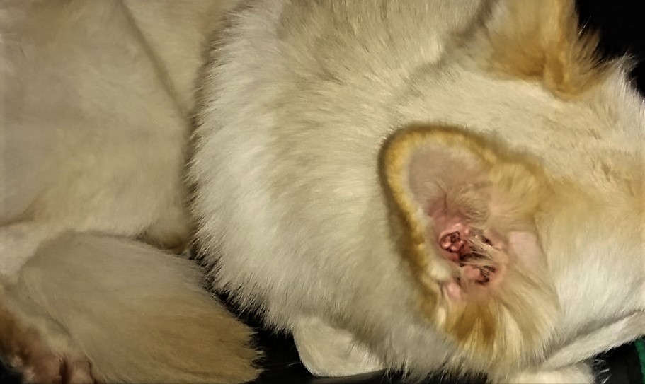 Hunden Molly fick hjälp mot sina fukteksem och öronproblem