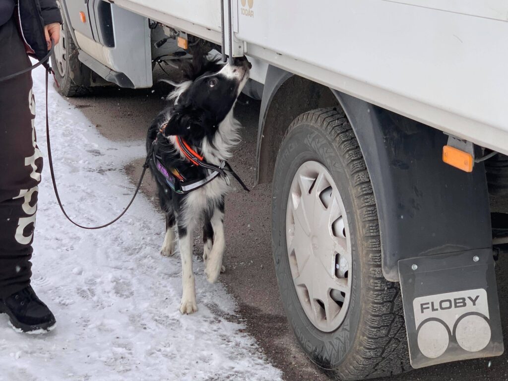 Grundträning med hundarna i koronatider