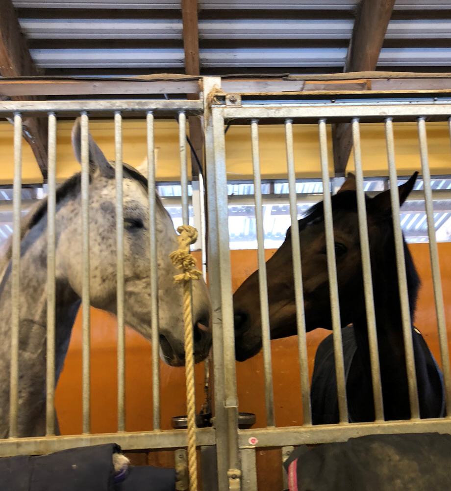 Hästen Gun får ny boxgranne och kompis